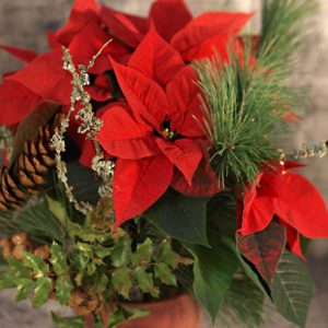 Adventlich geschmückter Weihnachtsstern